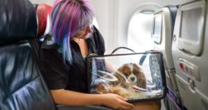 Southwest Airlines Pet Policy
